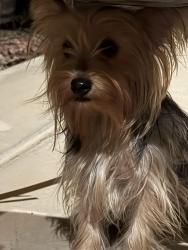 Reunited Female Dog last seen Sherman st and tuthill, Buckeye, AZ 85326