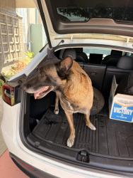 Reunited Female Dog last seen Clark, Long Beach city college, Long Beach, CA 90808