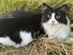 Lost Female Cat last seen Broadnook, Leicestershire, Broadnook, England LE7 6AA
