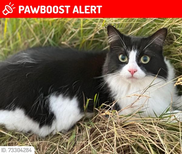Lost Female Cat last seen Broadnook, Leicestershire, Broadnook, England LE7 6AA
