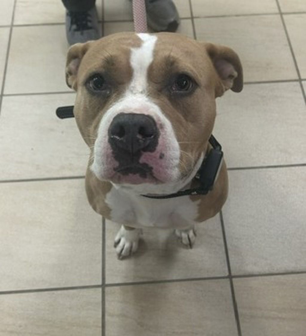 Shelter Stray Female Dog last seen Near Riva ridge, VIRGINIA BEACH, VA, 23454, 341 S Birdneck Rd, Virginia Beach, VA 23451, USA