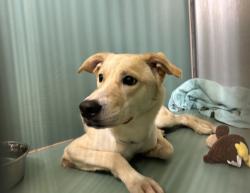 Shelter Stray Female Dog last seen Near E Jackson Avenue, BRONX, NY, 10454, 326 E 110th St, New York, NY 10029, USA