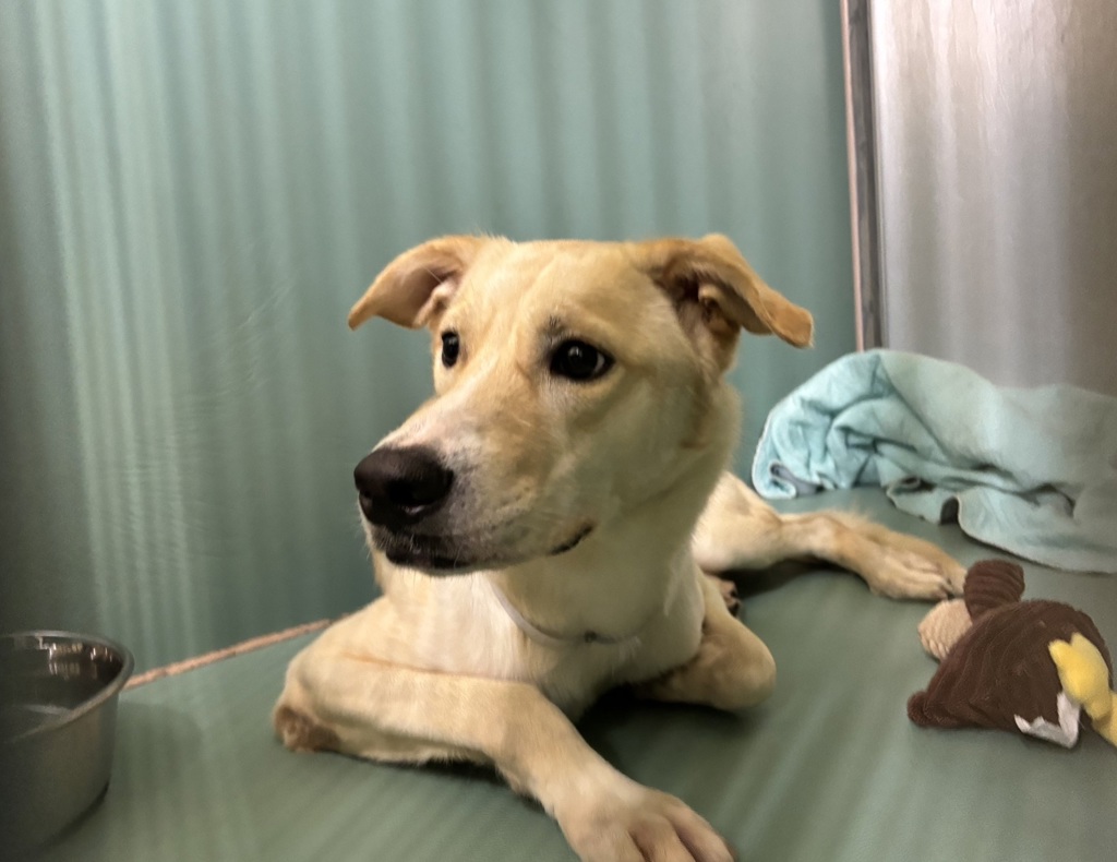 Shelter Stray Female Dog last seen Near E Jackson Avenue, BRONX, NY, 10454, 326 E 110th St, New York, NY 10029, USA