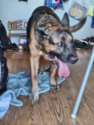 Reunited Male Dog last seen Torrey Pines/ Elton, Las Vegas, NV 89146