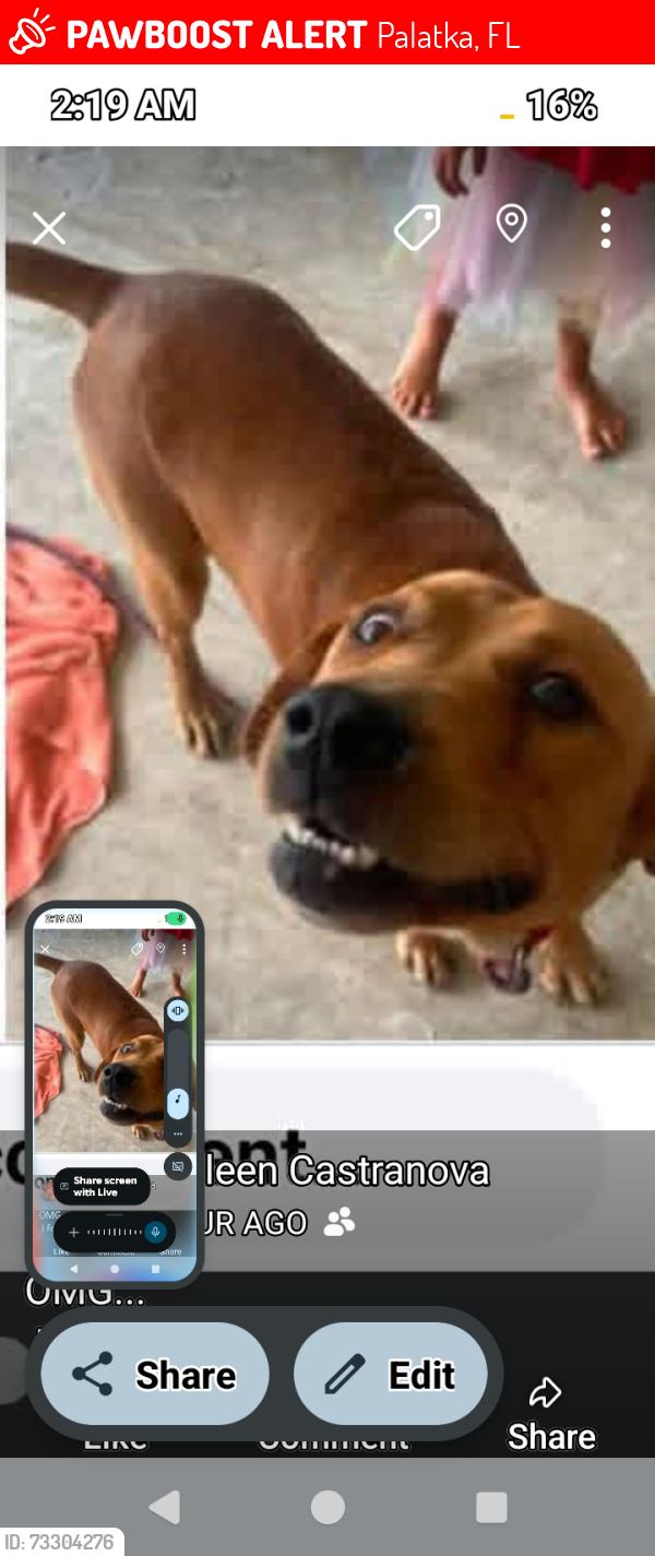 Lost Male Dog last seen Hudson avenue within two blocks in palatka, Palatka, FL 32177
