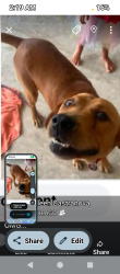 Lost Male Dog last seen Hudson avenue within two blocks in palatka, Palatka, FL 32177