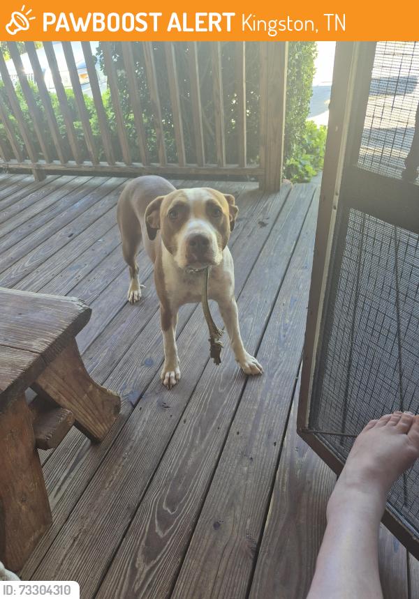 Found/Stray Female Dog last seen Midway high smalley lane and laural bluff, Kingston, TN 37763