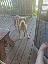 Found/Stray Female Dog last seen Midway high smalley lane and laural bluff, Kingston, TN 37763