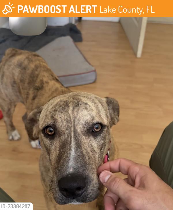 Found/Stray Female Dog last seen In the woods, Lake County, FL 32767