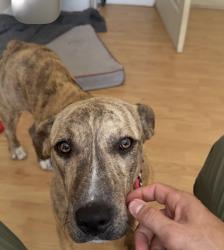 Found/Stray Female Dog last seen In the woods, Lake County, FL 32767