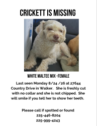 Reunited Female Dog last seen Near country drive walker., Walker, LA 70785