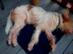 Found/Stray Male Dog last seen BROAD RIVER, Columbia, SC 29210