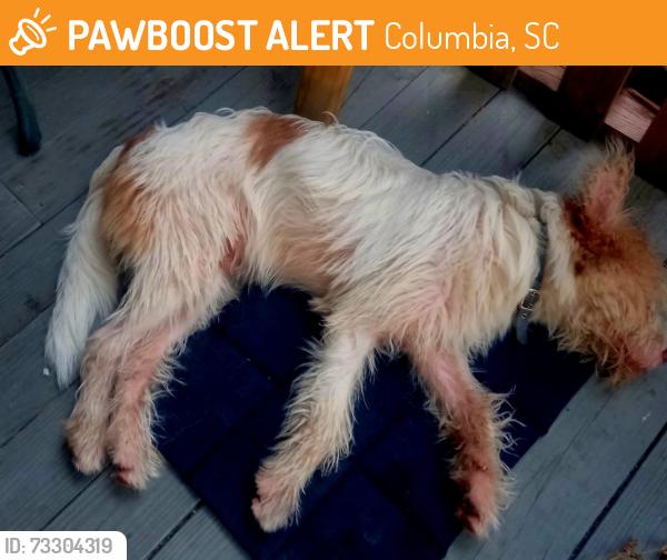 Found/Stray Male Dog last seen BROAD RIVER, Columbia, SC 29210