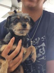 Lost Female Dog last seen Near sw 11 st Miami Fl 33174, Miami, FL 33174