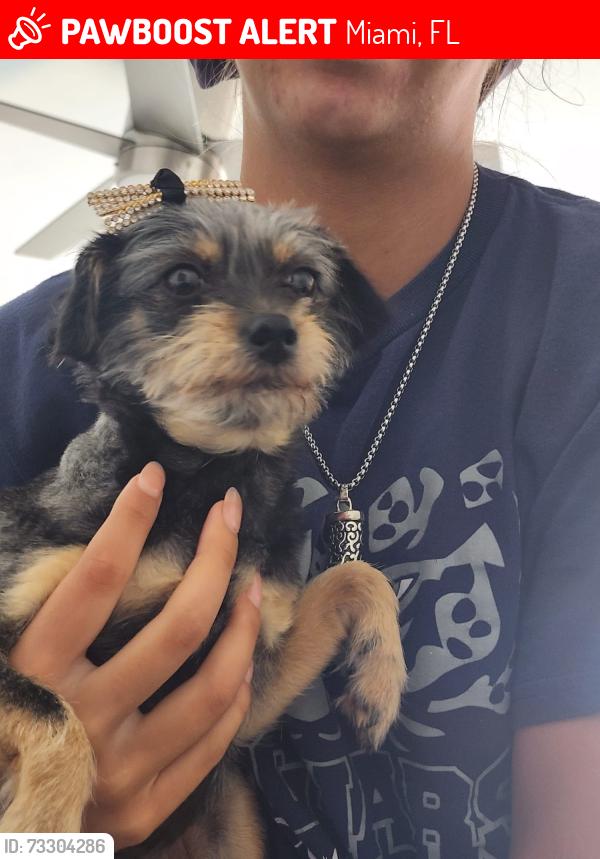 Lost Female Dog last seen Near sw 11 st Miami Fl 33174, Miami, FL 33174