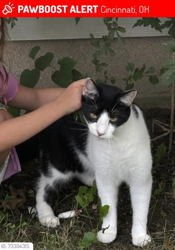 Lost Male Cat last seen Salem and Beacon, Cincinnati, OH 45230