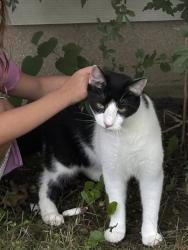 Lost Male Cat last seen Salem and Beacon, Cincinnati, OH 45230
