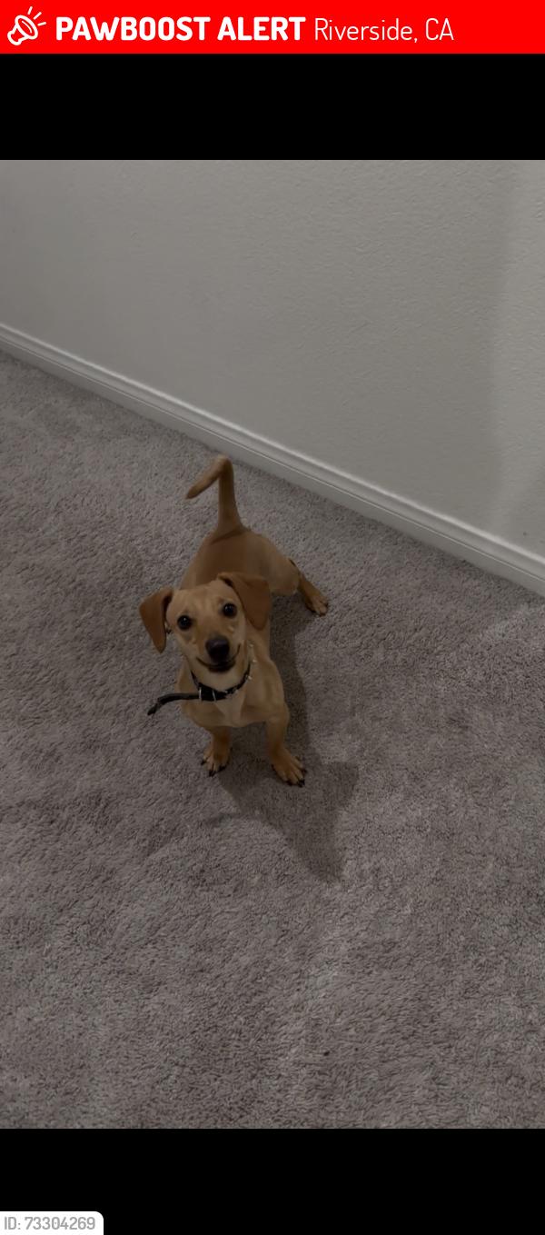 Lost Male Dog last seen Spring mountain and Pigeon Pass rd, Riverside, CA 92507