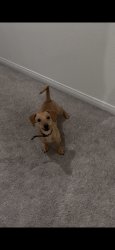 Lost Male Dog last seen Spring mountain and Pigeon Pass rd, Riverside, CA 92507