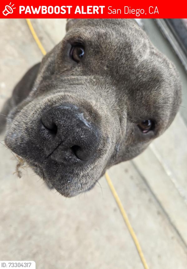 Lost Female Dog last seen 60th Street and Imperial Ave, San Diego, CA 92114