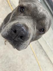 Lost Female Dog last seen 60th Street and Imperial Ave, San Diego, CA 92114