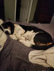 Reunited Female Dog last seen Anderson hwy/Capeway Rd, Powhatan, VA 23139