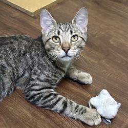 Shelter Stray Male Cat last seen , 8020 Washington St, Port Richey, FL 34668, USA