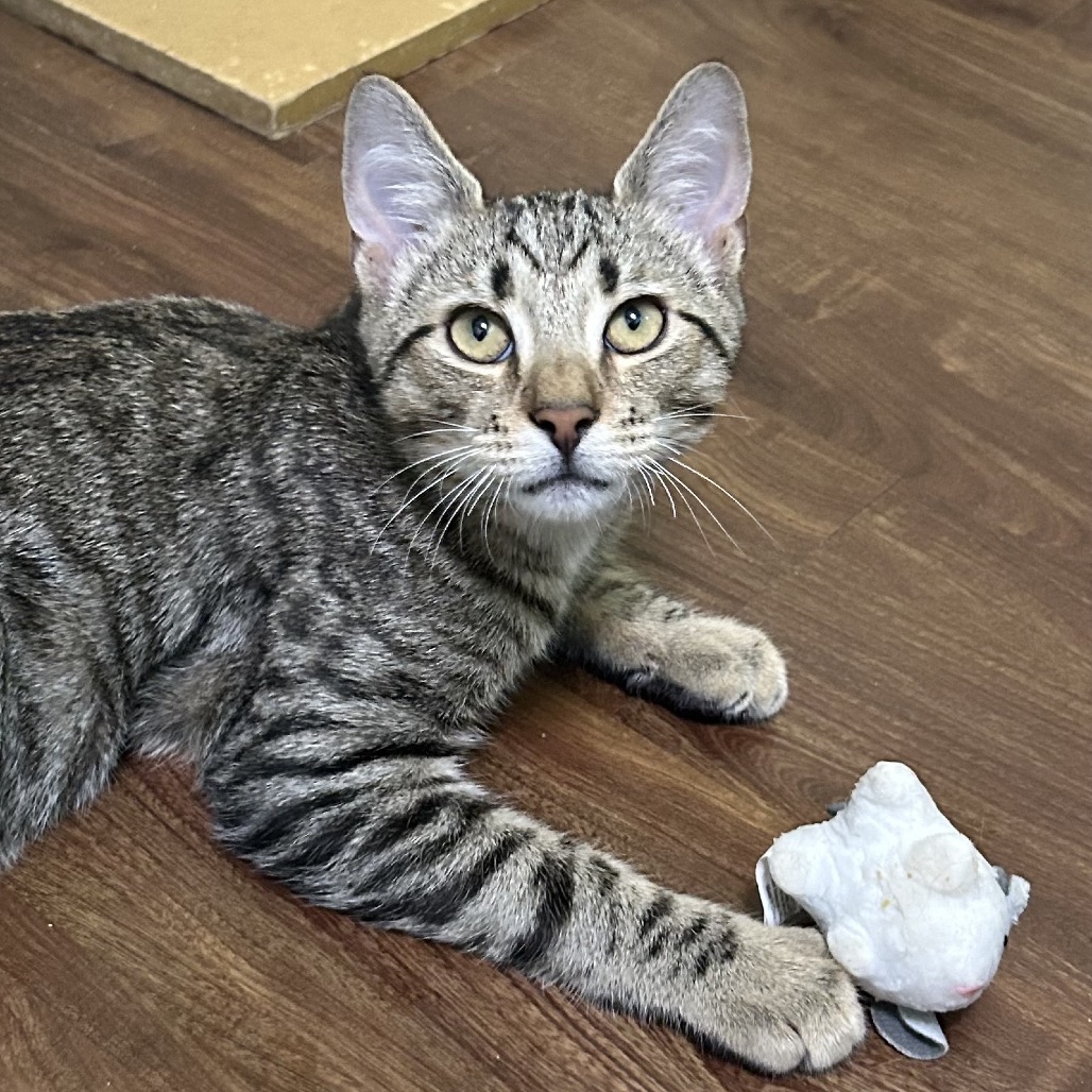Shelter Stray Male Cat last seen , 8020 Washington St, Port Richey, FL 34668, USA