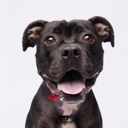 Shelter Stray Female Dog last seen , 3607 N Armenia Ave, Tampa, FL 33607, USA