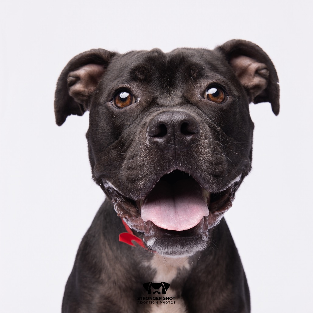 Shelter Stray Female Dog last seen , 3607 N Armenia Ave, Tampa, FL 33607, USA