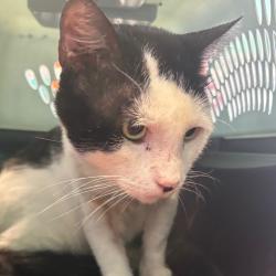 Shelter Stray Male Cat last seen , 141 Canna Ln, Lake Jackson, TX 77566, USA