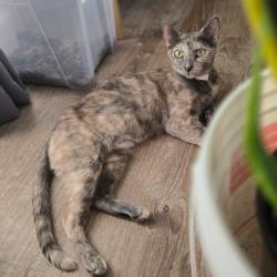 Shelter Stray Female Cat last seen , 361 S Raymond Ave, Pasadena, CA 91105, USA