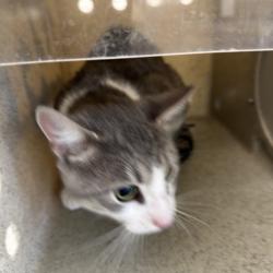Shelter Stray Male Cat last seen , Animal Care & Control Team of Philly, 111 W Hunting Park Ave, Philadelphia, PA 19140, USA