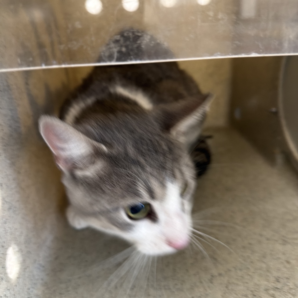 Shelter Stray Male Cat last seen , Animal Care & Control Team of Philly, 111 W Hunting Park Ave, Philadelphia, PA 19140, USA