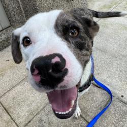 Shelter Stray Male Dog last seen , 328 Furman Hall Rd, Greenville, SC 29609, USA