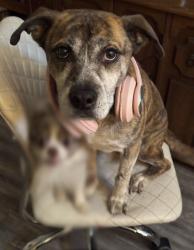Reunited Male Dog last seen Izard St and N Jones Ave, Rock Hill, SC 29730