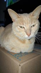 Lost Female Cat last seen Emory LN, Lucy rd, Rainbow Circle, Kingsport, TN 37660