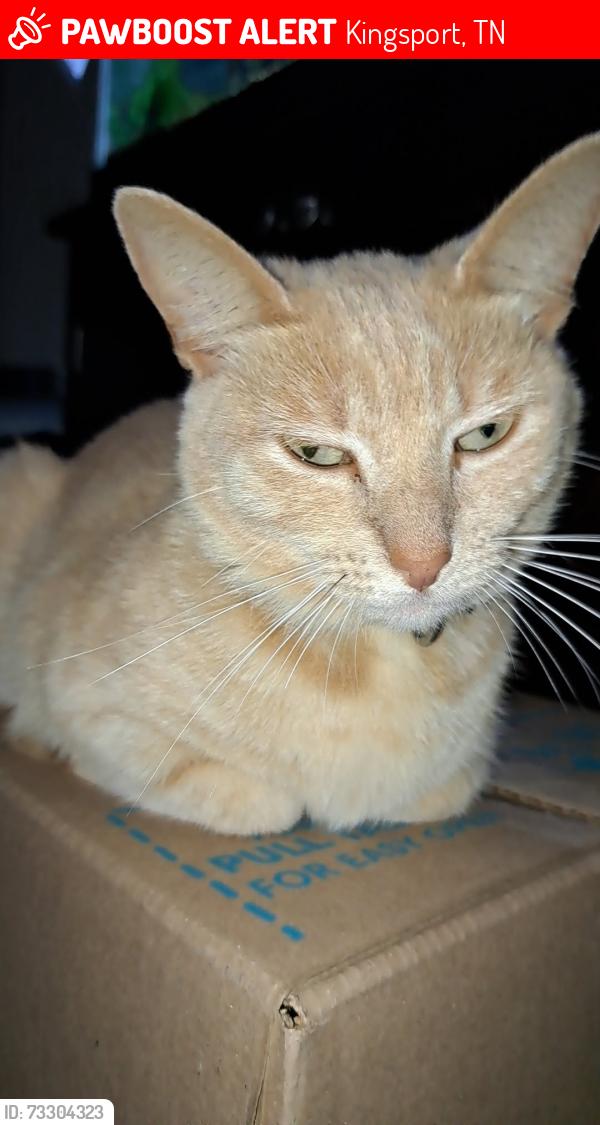 Lost Female Cat last seen Emory LN, Lucy rd, Rainbow Circle, Kingsport, TN 37660