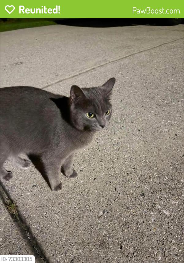 Reunited Unknown Cat last seen Hickory flt Road and Park Creek Neighborhood, Cherokee County, GA 30188