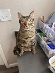 Reunited Female Cat last seen Foxchase Drive, San Jose, CA 95123