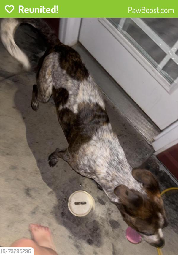 Reunited Male Dog last seen Near Tracy Ln, Clarksville, TN 37040