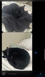 Lost Female Cat last seen Stafford Street and Fairfield Ave, Santa Clara, CA 95050