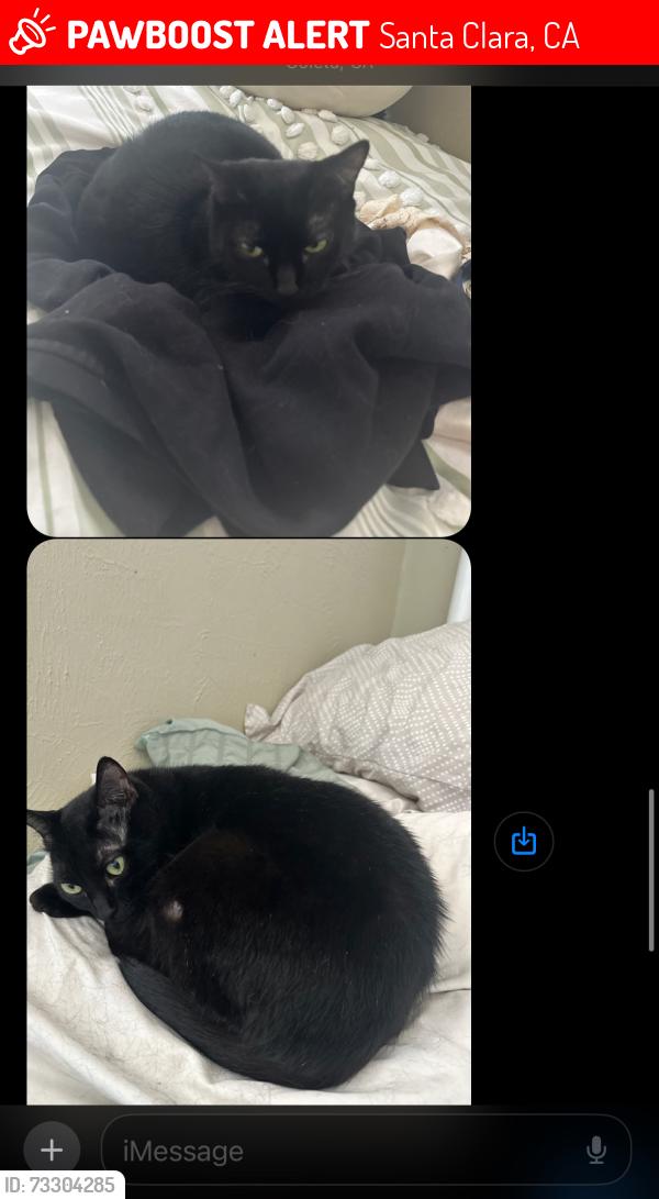 Lost Female Cat last seen Stafford Street and Fairfield Ave, Santa Clara, CA 95050