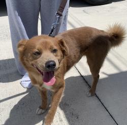 Reunited Unknown Dog last seen port st lucie, Port St. Lucie, FL 34986