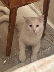 Found/Stray Male Cat last seen Montview and Elmira, Aurora, CO 80010