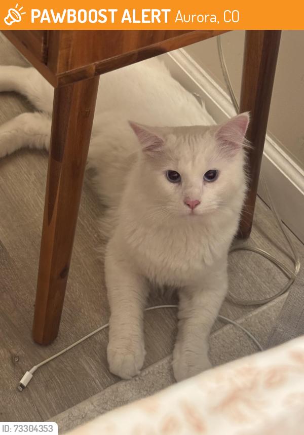 Found/Stray Male Cat last seen Montview and Elmira, Aurora, CO 80010