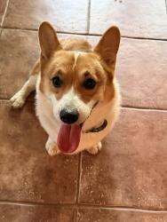 Lost Male Dog last seen Kim's no 46, Rusk, TX 75785