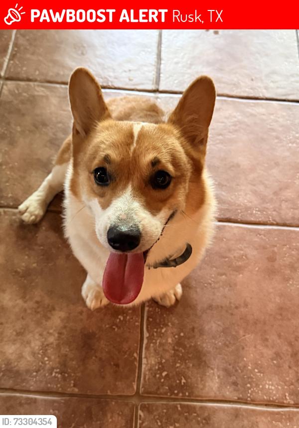 Lost Male Dog last seen Kim's no 46, Rusk, TX 75785