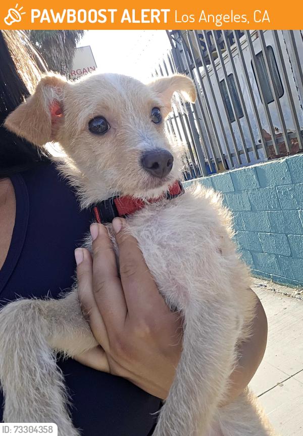Found/Stray Male Dog last seen In front of manchester elementary school, Los Angeles, CA 90044