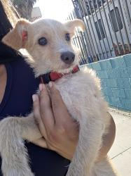 Found/Stray Male Dog last seen In front of manchester elementary school, Los Angeles, CA 90044